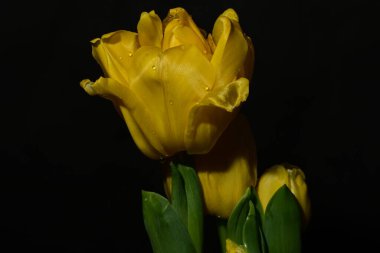 Siyah arka planda güzel sarı lale çiçekleri