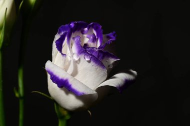 güzel beyaz ve mor çiçekler, çiçek kavramı