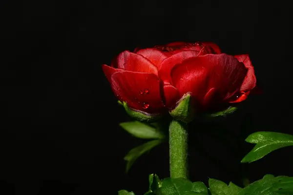 red rose flower on a black background