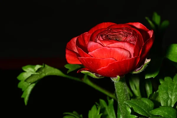 red rose flower on a black background