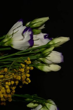 Koyu arka planda güzel bahar çiçekleri, yakın plan, üst manzara