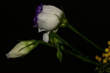 Koyu arka planda güzel bahar çiçekleri, yakın plan, üst manzara