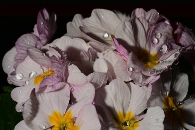 güzel parlak Çiçekler, yakın