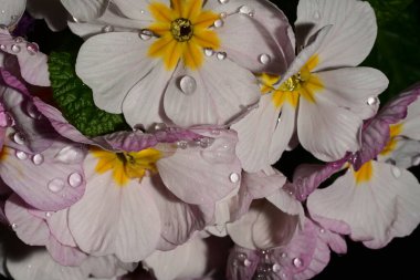 güzel parlak Çiçekler, yakın