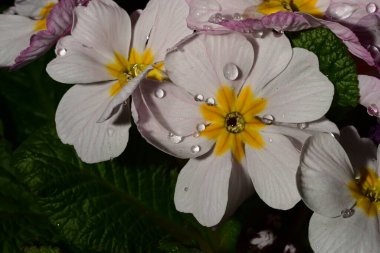 güzel parlak Çiçekler, yakın