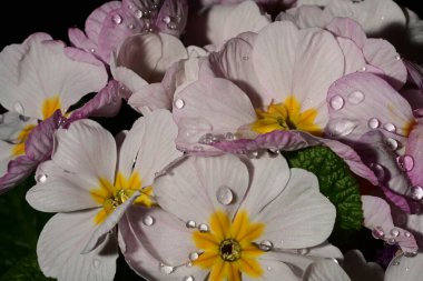 güzel parlak Çiçekler, yakın