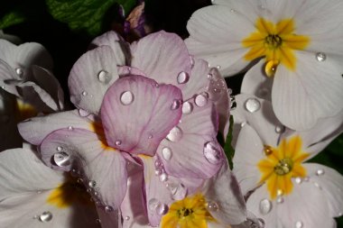 güzel parlak Çiçekler, yakın