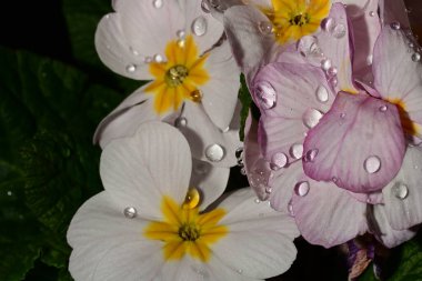 güzel parlak Çiçekler, yakın