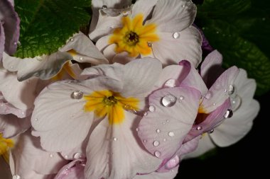 güzel parlak Çiçekler, yakın