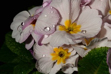 güzel parlak Çiçekler, yakın