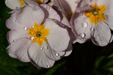 güzel parlak Çiçekler, yakın