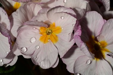 güzel parlak Çiçekler, yakın