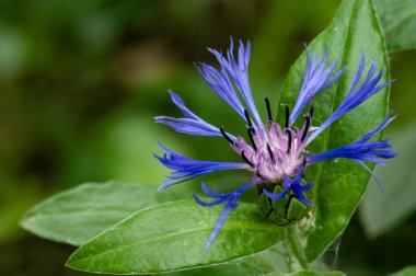 Güzel, parlak çiçek, yakın çekim