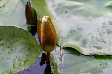 Nilüferler gölette