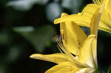 Güzel, parlak çiçekler, yakın çekim.