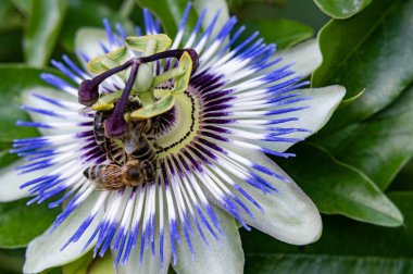 Güzel, parlak çiçek, yakın çekim