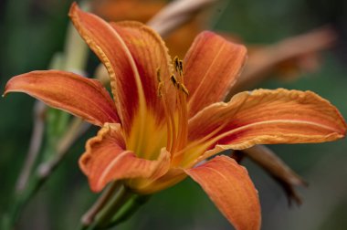 Güzel, parlak çiçek, yakın çekim