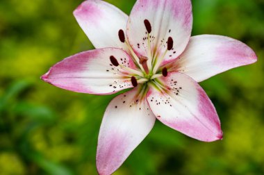 Güzel, parlak çiçek, yakın çekim