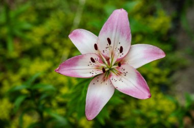 Güzel, parlak çiçek, yakın çekim