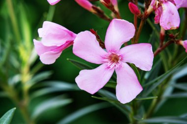 Güzel, parlak çiçekler, yakın çekim.