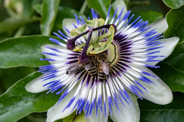Güzel, parlak çiçek, yakın çekim