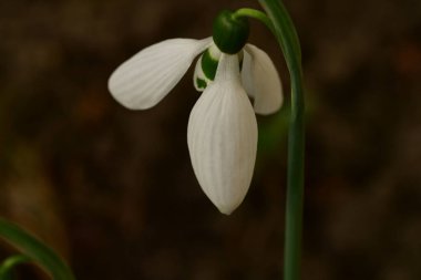 Güzel kar damlası çiçek açıyor, kapat