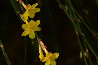Güzel, parlak çiçekler, yakın çekim.