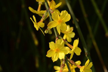 Güzel, parlak çiçekler, yakın çekim.