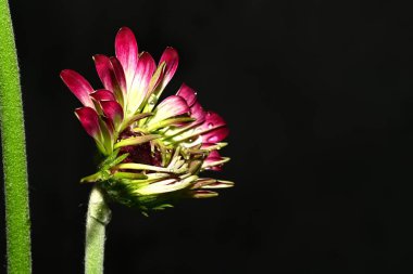 Güzel, parlak çiçek, yakın çekim