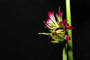 Güzel, parlak çiçek, yakın çekim