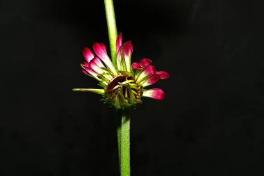 Güzel, parlak çiçek, yakın çekim