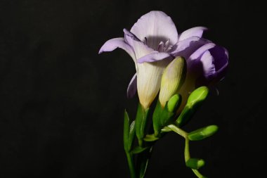 Güzel, parlak çiçekler, yakın çekim.