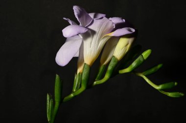 Güzel, parlak çiçekler, yakın çekim.