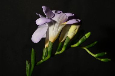 Güzel, parlak çiçekler, yakın çekim.