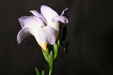 Güzel, parlak çiçekler, yakın çekim.