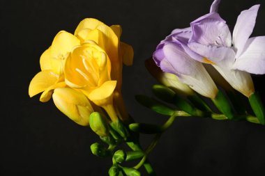 Güzel, parlak çiçekler, yakın çekim.