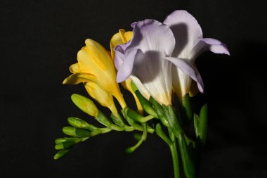 Güzel, parlak çiçekler, yakın çekim.