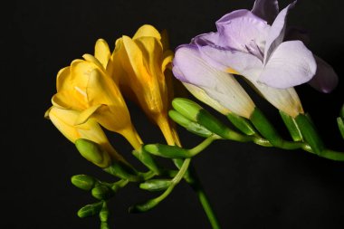 Güzel, parlak çiçekler, yakın çekim.