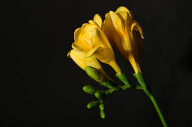 Güzel, parlak çiçekler, yakın çekim.