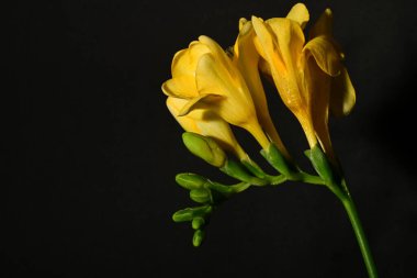 Güzel, parlak çiçekler, yakın çekim.