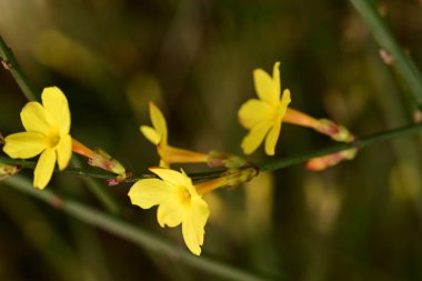 Güzel, parlak çiçekler, yakın çekim.