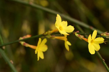 Güzel, parlak çiçekler, yakın çekim.