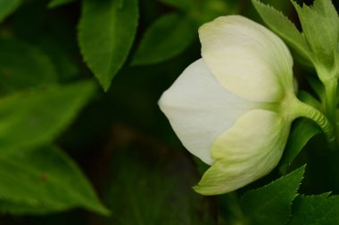 Bahçedeki güzel, parlak çiçek, kapat