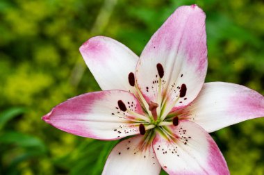 Bahçedeki pembe zambak çiçeği 