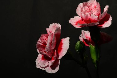 Koyu arkaplanda güzel pembe çiçekler. bahar konsepti.