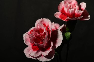 Koyu arkaplanda güzel pembe çiçekler. bahar konsepti.