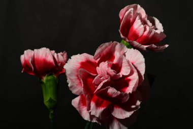 Koyu arkaplanda güzel pembe çiçekler. bahar konsepti.