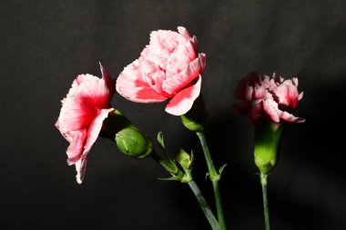 Koyu arkaplanda güzel pembe çiçekler. bahar konsepti.