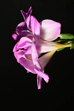 Güzel pembe çiçekler, çiçek konsepti