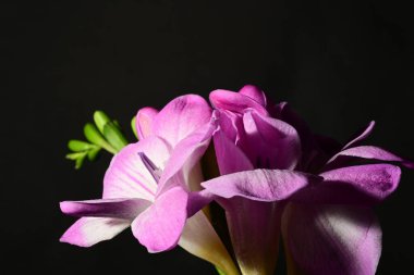 Güzel pembe çiçekler, çiçek konsepti